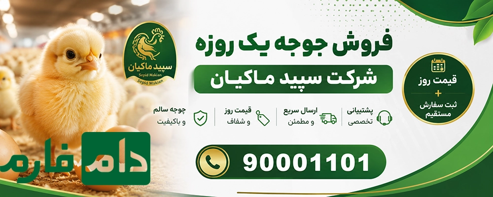 فروش_جوجه_یک_روزه_شرکت_سپید_ماکیان_|_قیمت_روز_+_ثبت_سفارش_مستقیم_90001101