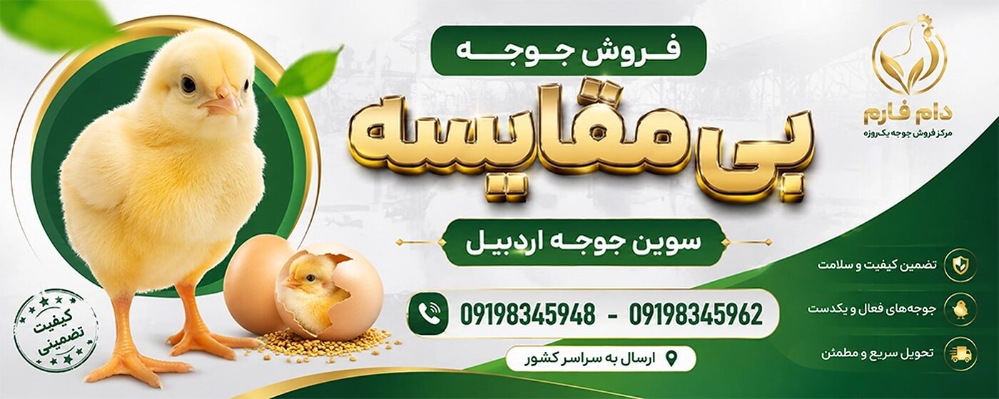 فروش_جوجه_یک_روزه_گوشتی_سوین_جوجه_اردبیل__90001101