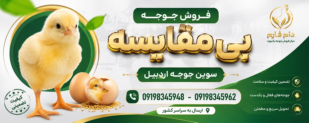 فروش جوجه یک روزه گوشتی سوین جوجه اردبیل  90001101