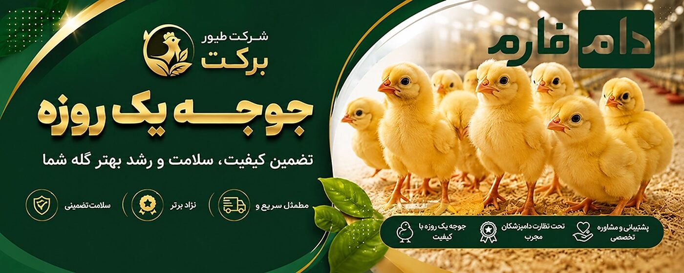جوجه_یک_روزه_شرکت_طیور_برکت