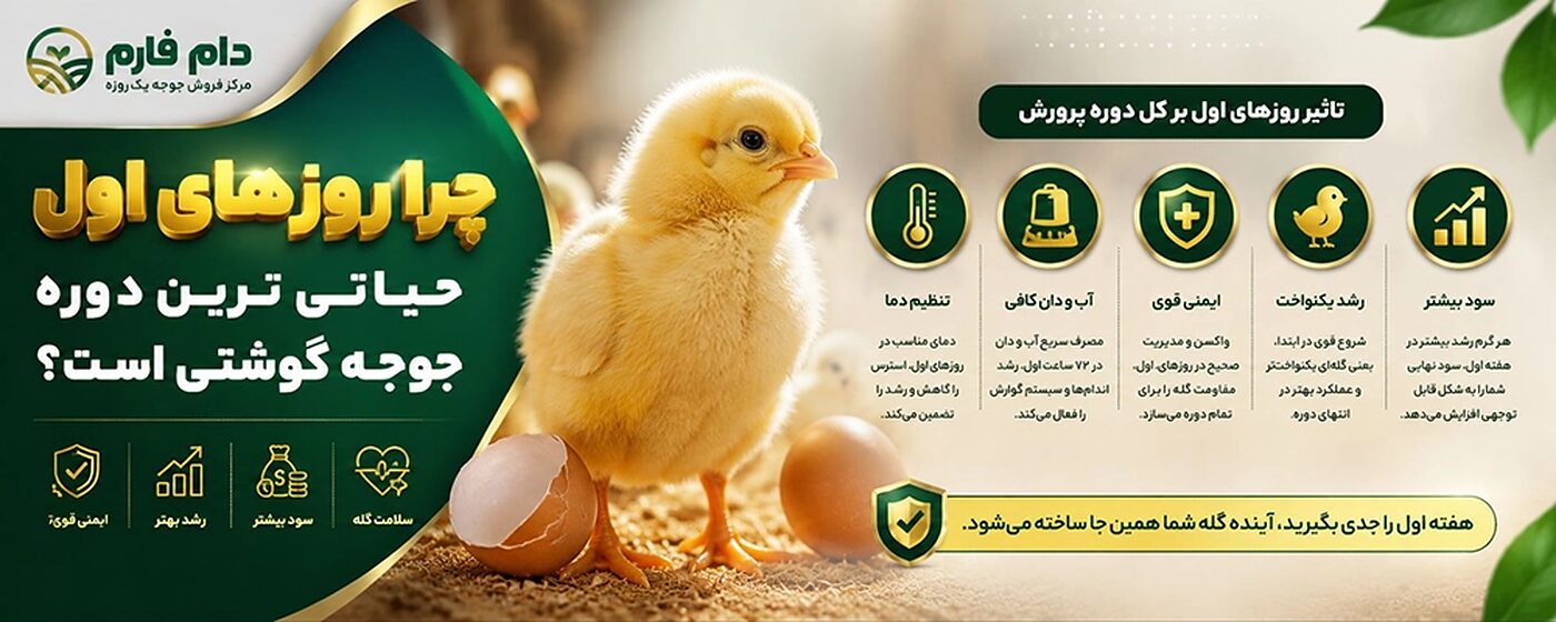 چند_درصد_تلفات_جوجه_یک_روزه_گوشتی_در_هفته_اول__طبیعی_است_و_چطور_آن_را_به_زیر_۱_درصد_برسانیم