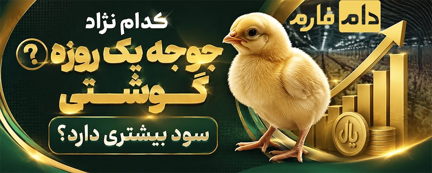 کدام_نژاد_جوجه_یک_روزه_گوشتی_سود_بیشتری_دارد