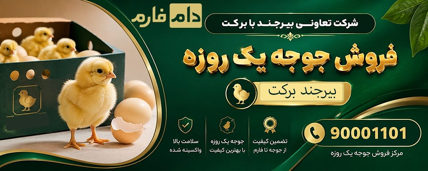 فروش_جوجه_یک_روزه_شرکت_تعاونی_بیرجند_بابرکت_(جوجه_تن_طلا)__90001101