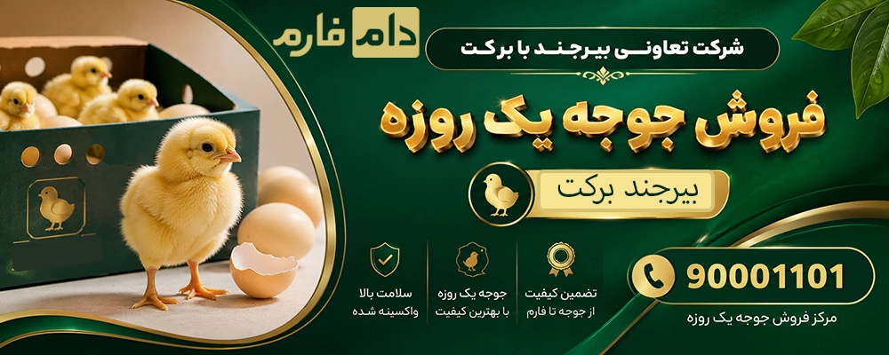 فروش_جوجه_یک_روزه_شرکت_تعاونی_بیرجند_بابرکت_(جوجه_تن_طلا)__90001101