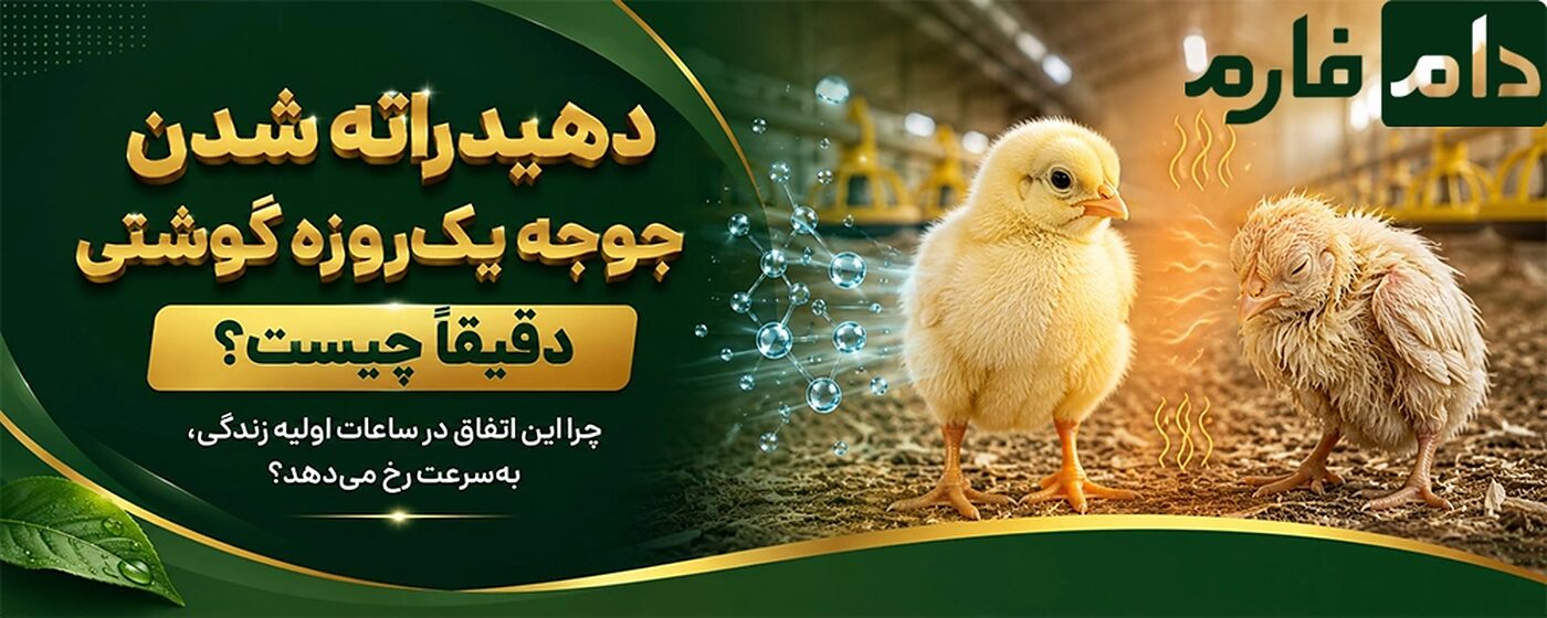 دهیدراته شدن جوجه یک روزه گوشتی