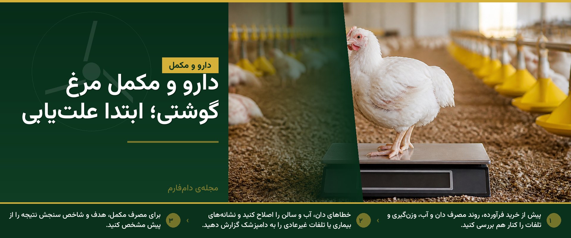 دارو و مکمل برای رشد مرغ گوشتی؛ از کجا شروع کنیم؟