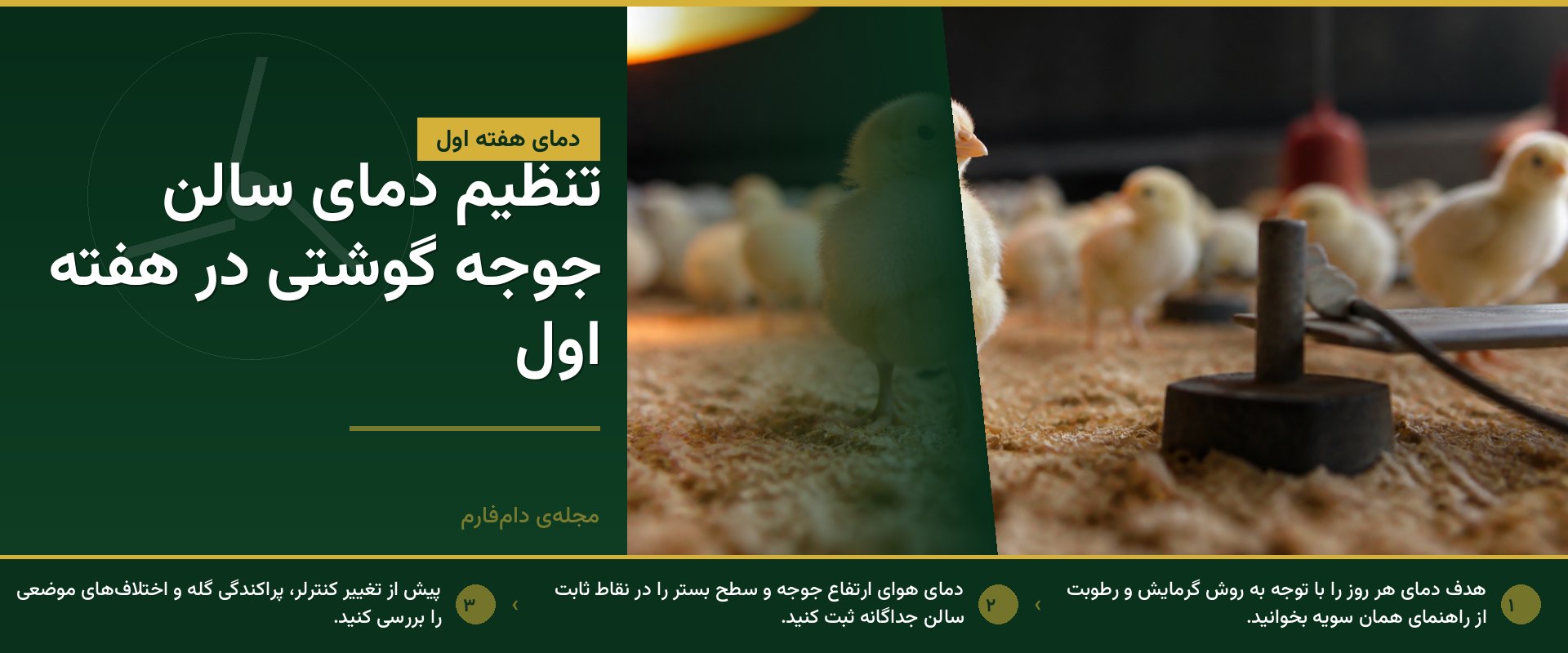دمای سالن جوجه گوشتی در هفته اول را چگونه تنظیم کنیم؟