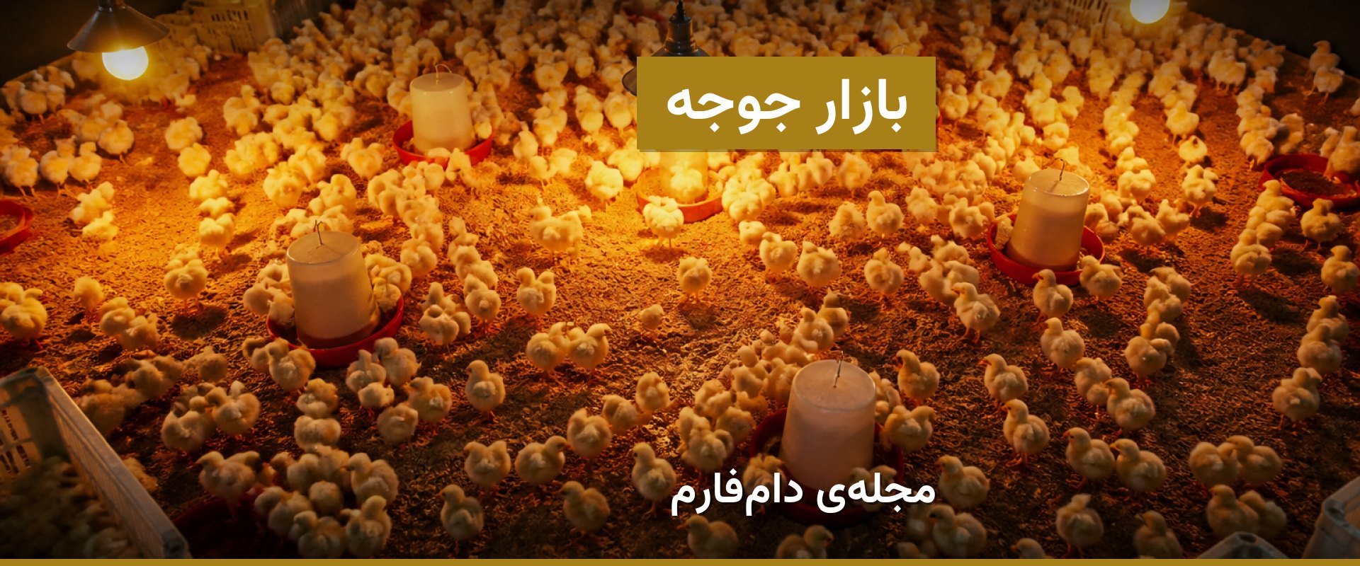 عرضه و تقاضای جوجه یک‌روزه؛ چه زمانی بخریم؟