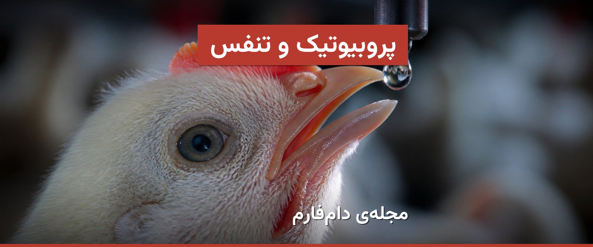 پروبیوتیک‌ها و بیماری‌های تنفسی طیور؛ چگونه انتخاب کنیم؟