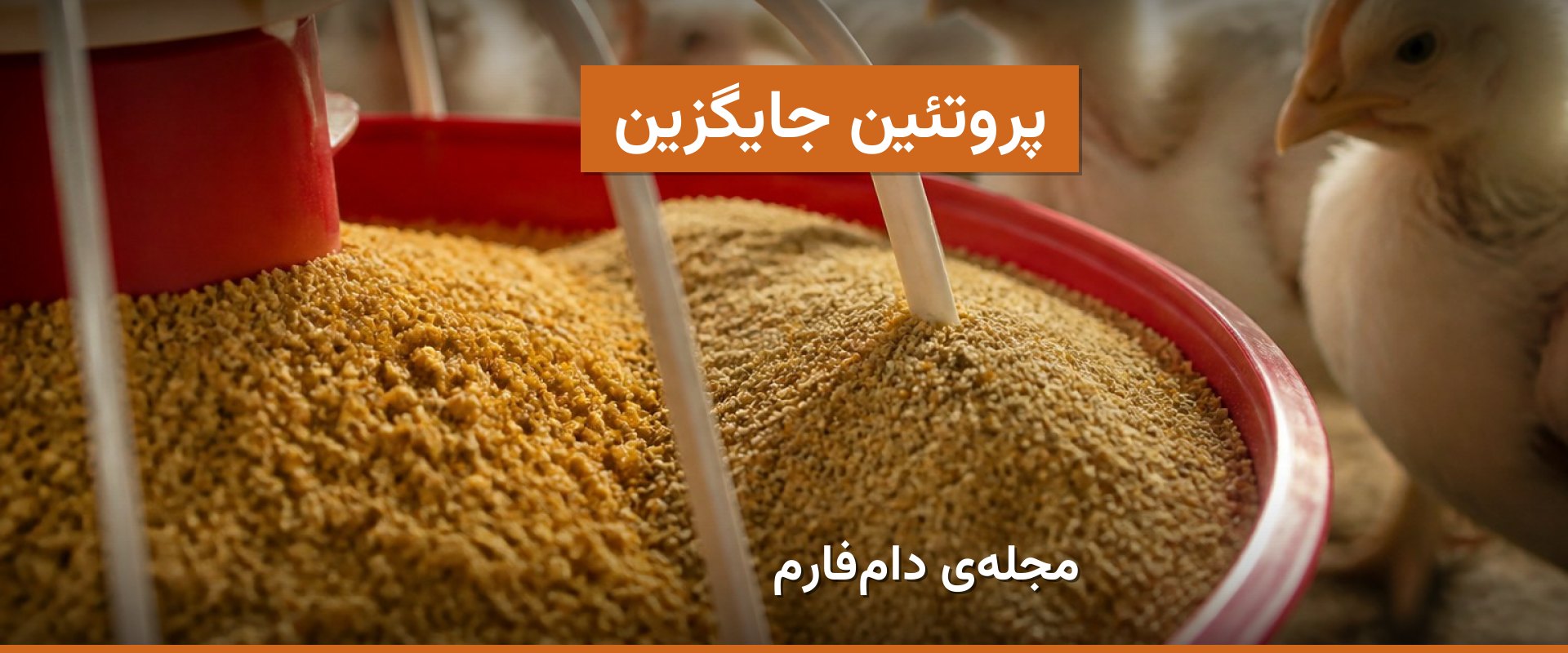 پروتئین‌های جایگزین در جیره مرغ گوشتی؛ اثر بر رشد