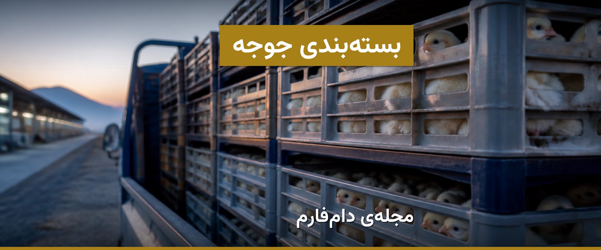 تأثیر بسته‌بندی بر کیفیت جوجه یک‌روزه و هزینه‌های حمل