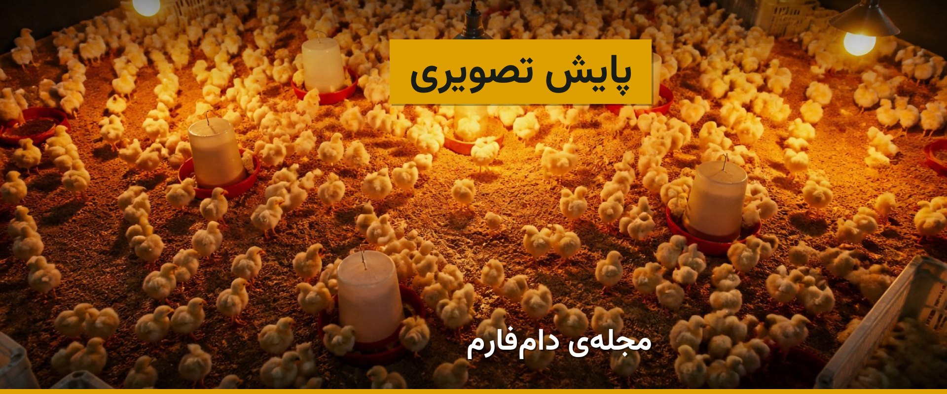 کاربرد تصویربرداری در تشخیص زودهنگام مشکلات جوجه‌ها