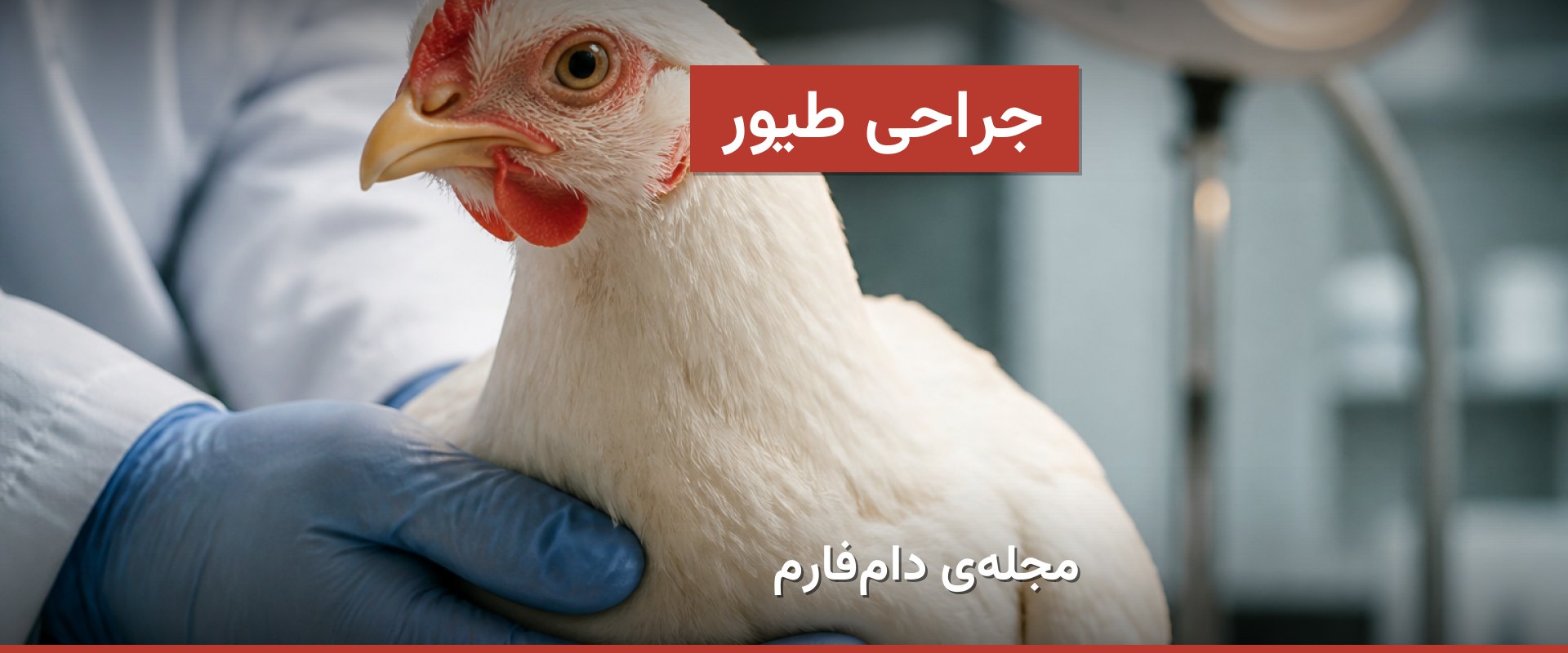 جراحی ایمن طیور؛ از تصمیم‌گیری تا مراقبت پس از عمل