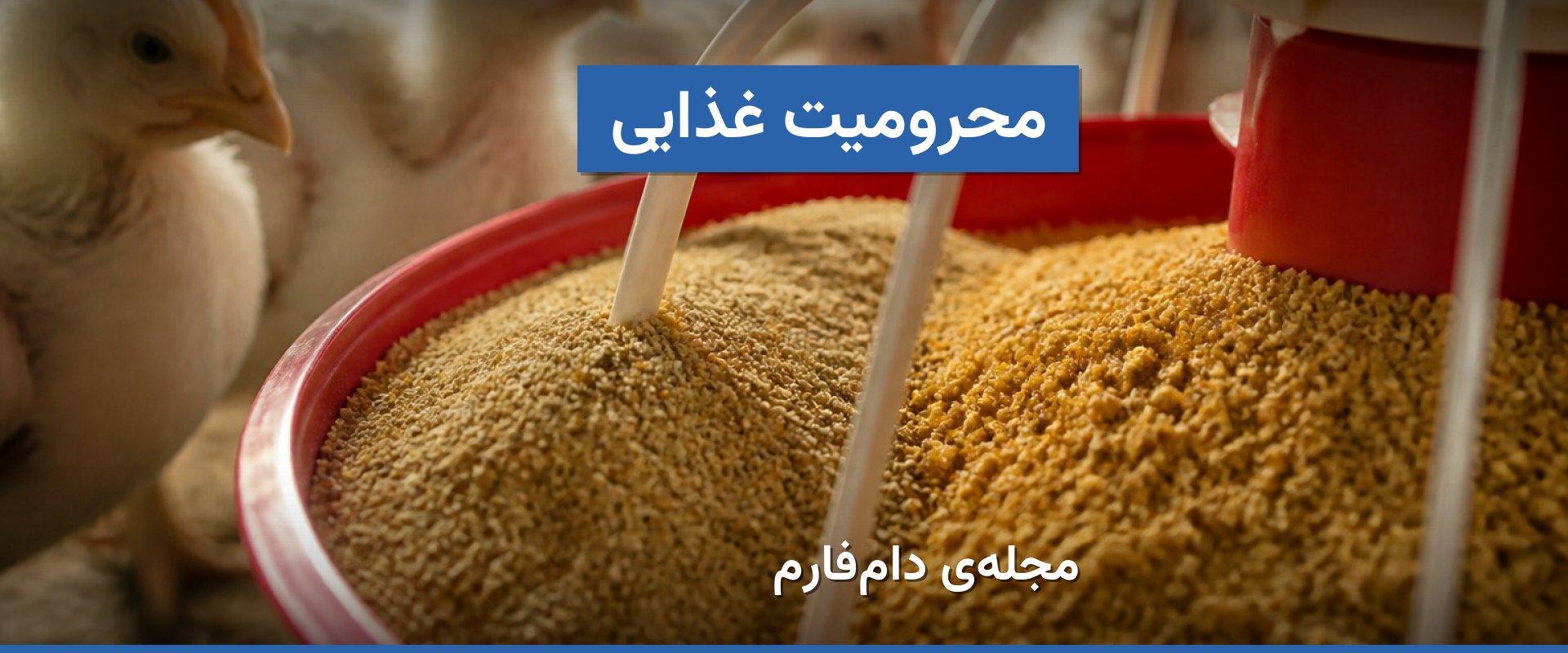 درمان محرومیت غذایی در طیور؛ از بررسی دان تا اصلاح جیره