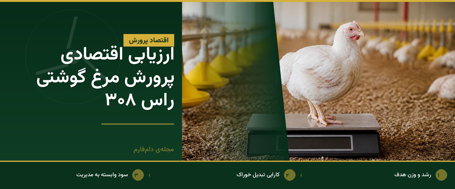 معرفی کامل نژاد راس ۳۰۸ و ویژگی‌های اقتصادی آن