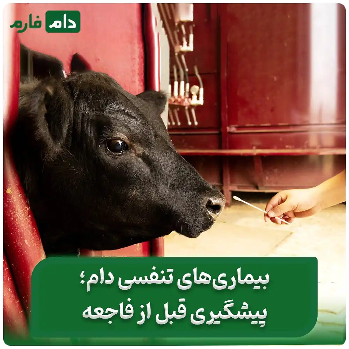 بیماری_تنفسی_دام_:_علل_،_علائم_و_درمان‌