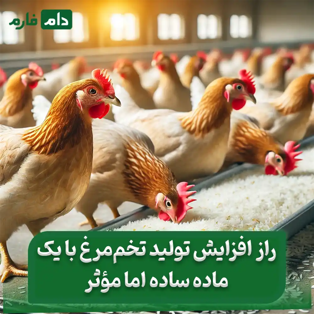 برنج_پخته_برای_مرغ_تخم‌گذار_:_آیا_گزینه_مناسبی_است؟