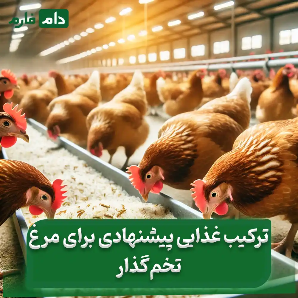 Is-cooked-rice-a-suitable-option-for-laying-hens