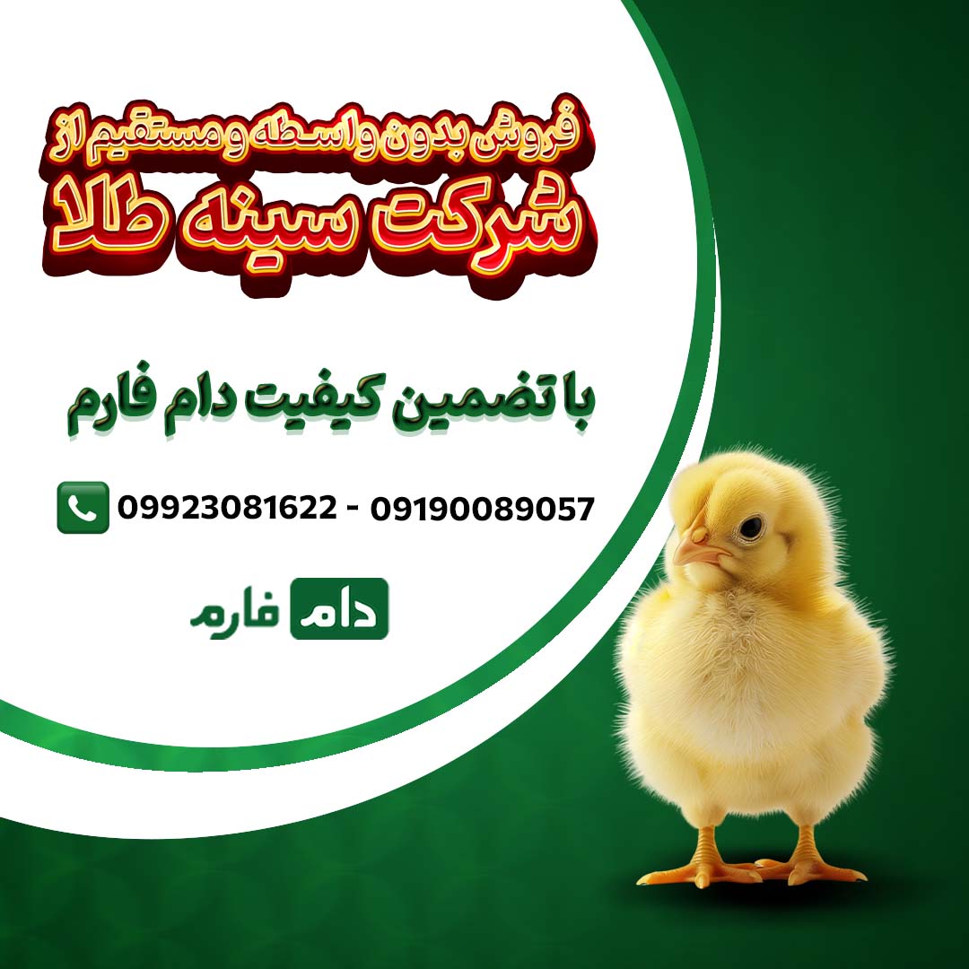 خرید_مستقیم_جوجه_سینه_طلا_09190089057