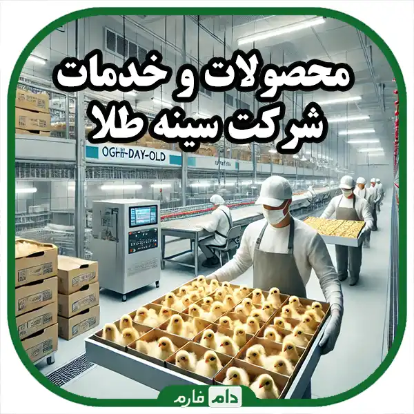 Direct-purchase-of-golden-breast-chicken