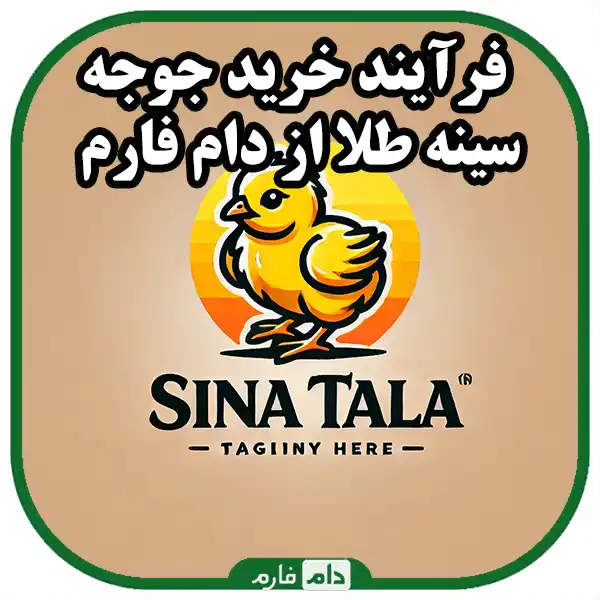 Direct-purchase-of-golden-breast-chicken