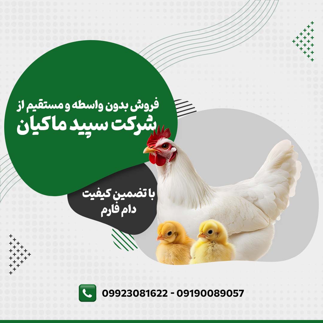 فروش_جوجه_یک_روزه_شرکت_سپید_ماکیان_09190089057