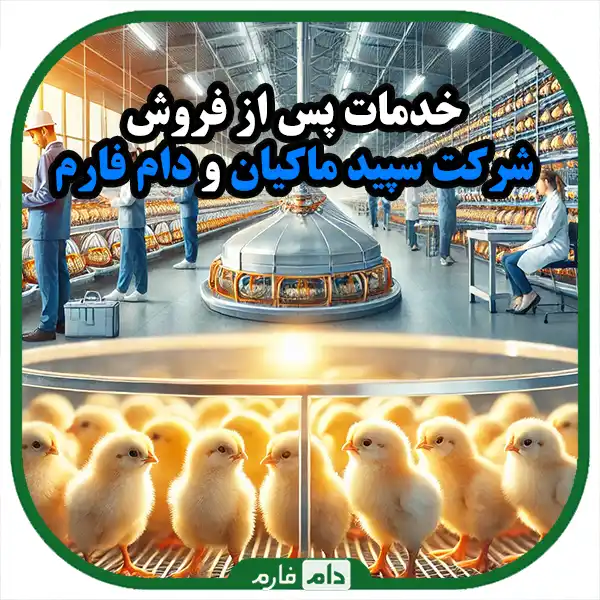 Sale-of-day-old-chicks-of-Sapid-Makian-company