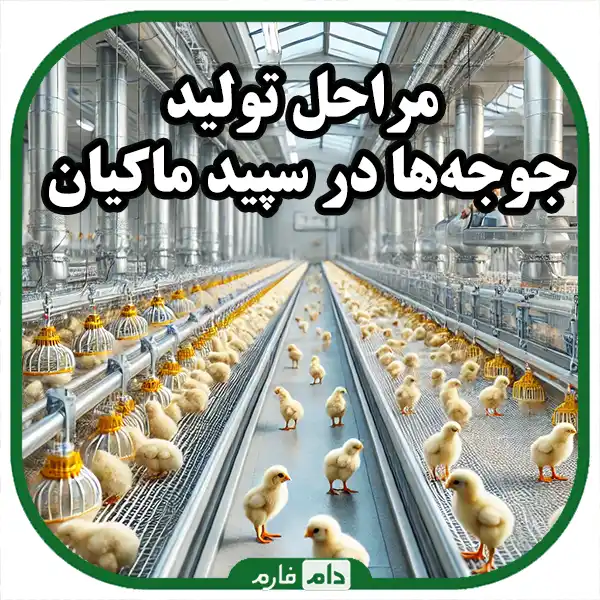 Sale-of-day-old-chicks-of-Sapid-Makian-company