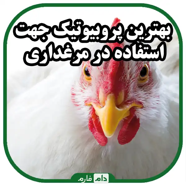 The-role-of-probiotics-in-poultry-health