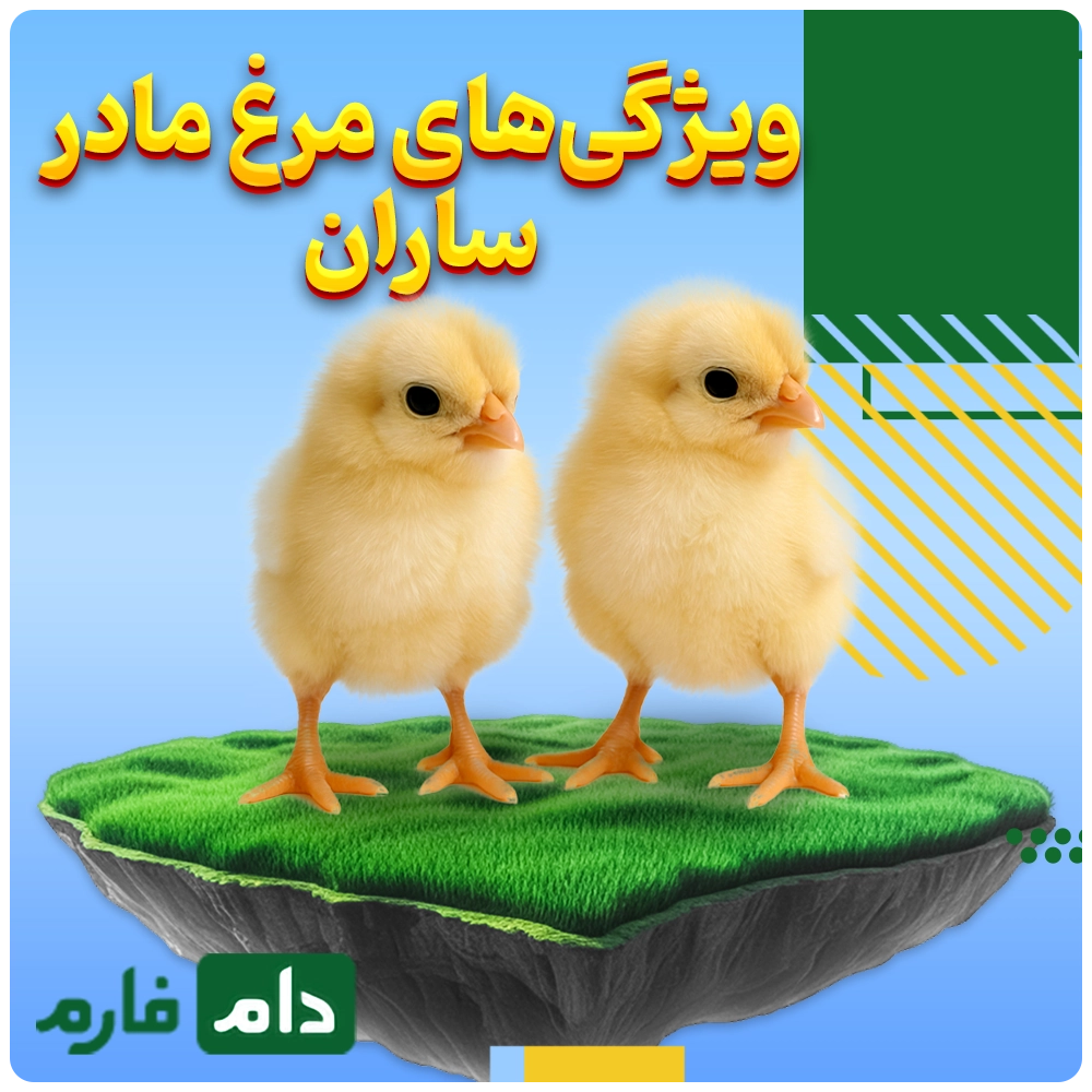 Selling-one-day-old-chicks-from-Saran-Mother-Chicken-Company-