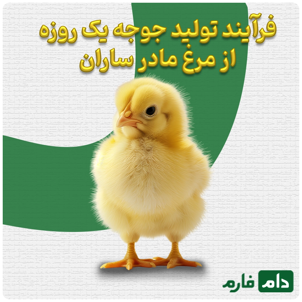 Selling-one-day-old-chicks-from-Saran-Mother-Chicken-Company-