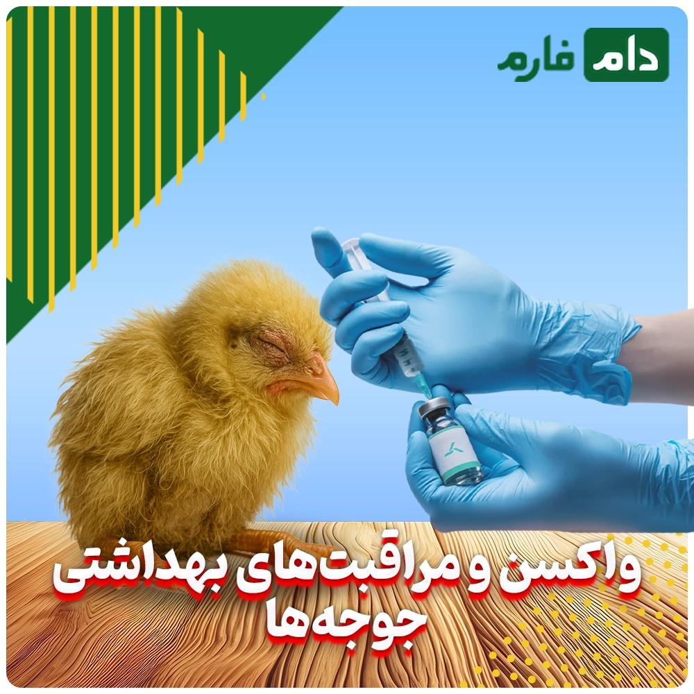 Selling-one-day-old-chicks-from-Saran-Mother-Chicken-Company-