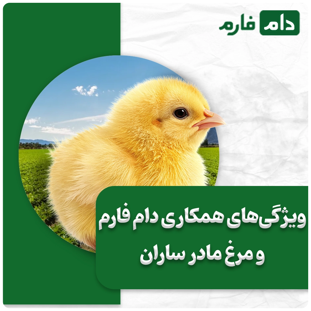 Selling-one-day-old-chicks-from-Saran-Mother-Chicken-Company-