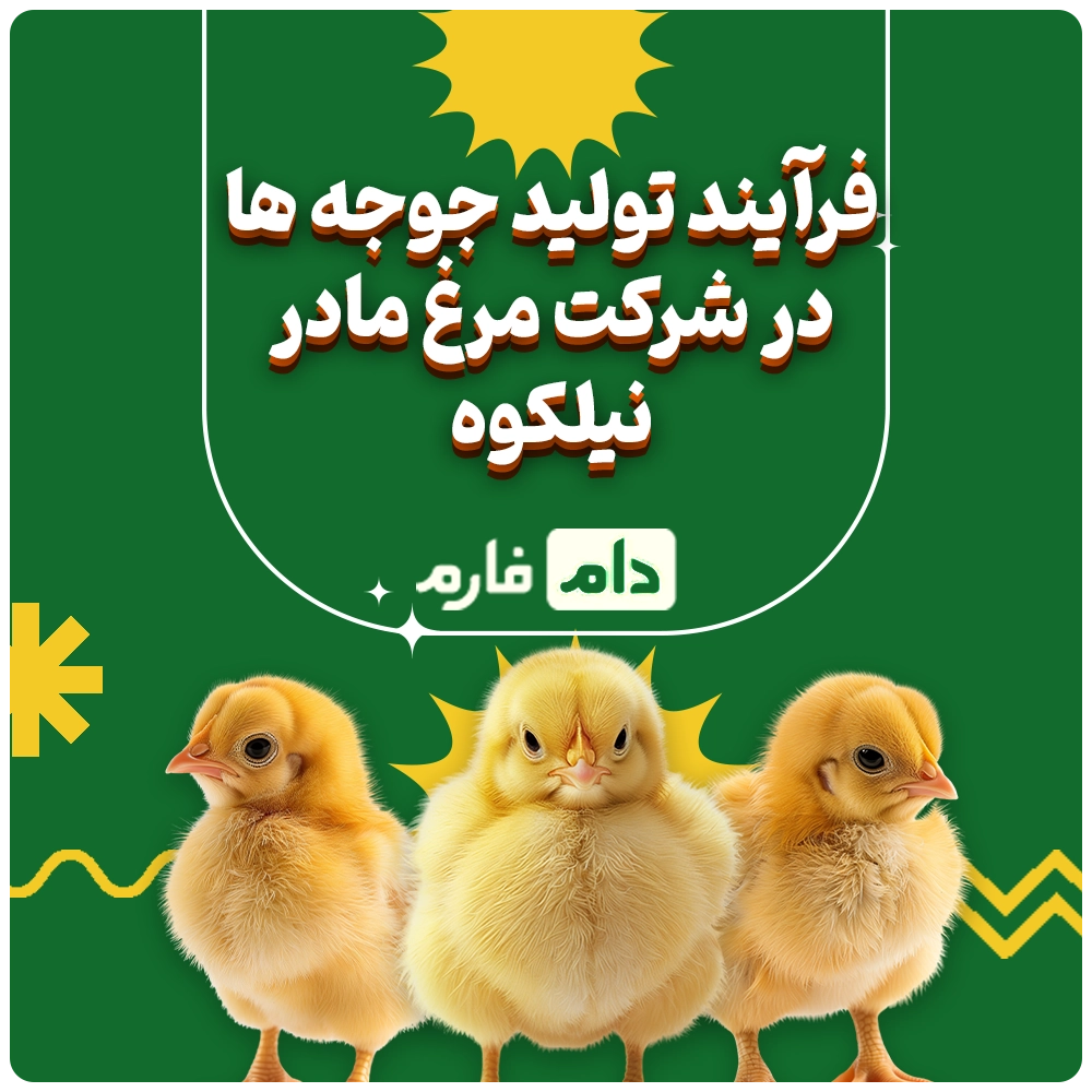 Nilkooh-Mother-Chicken-Company