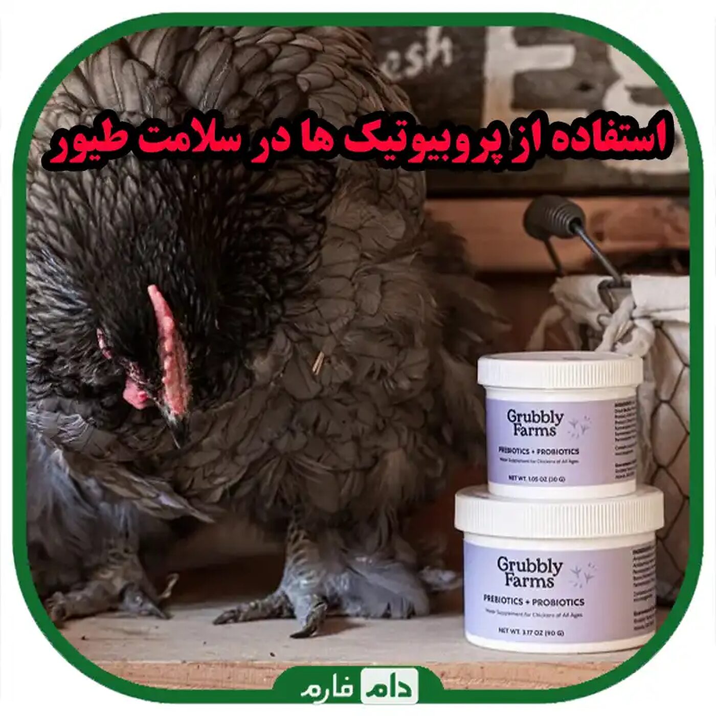 نقش_پروبیوتیک_ها_در_سلامت_طیور