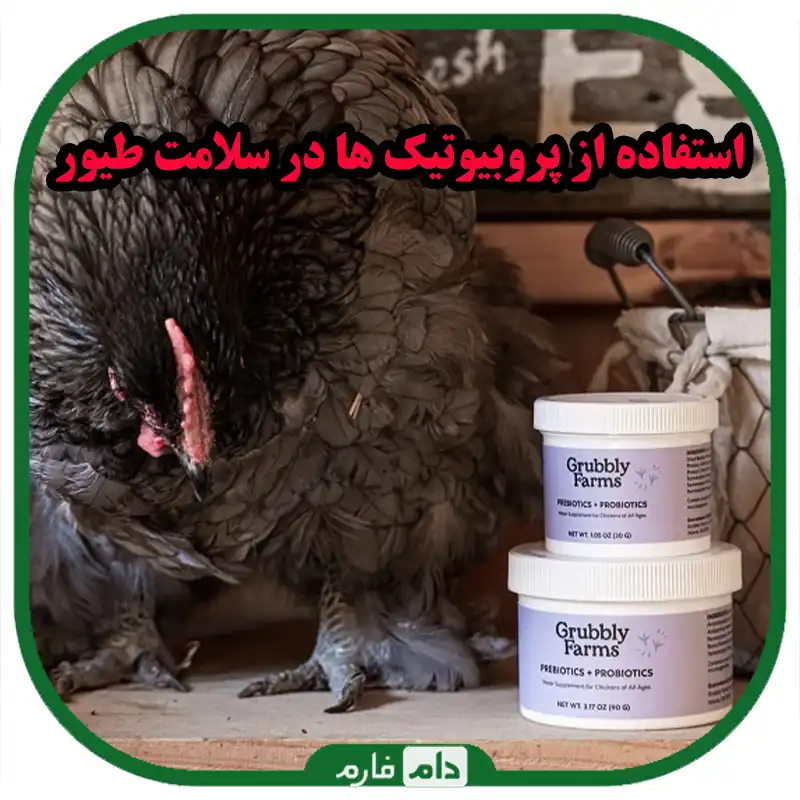 نقش_پروبیوتیک_ها_در_سلامت_طیور