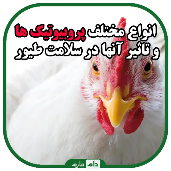 The-role-of-probiotics-in-poultry-health