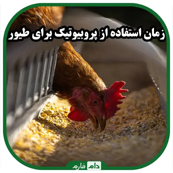 The-role-of-probiotics-in-poultry-health