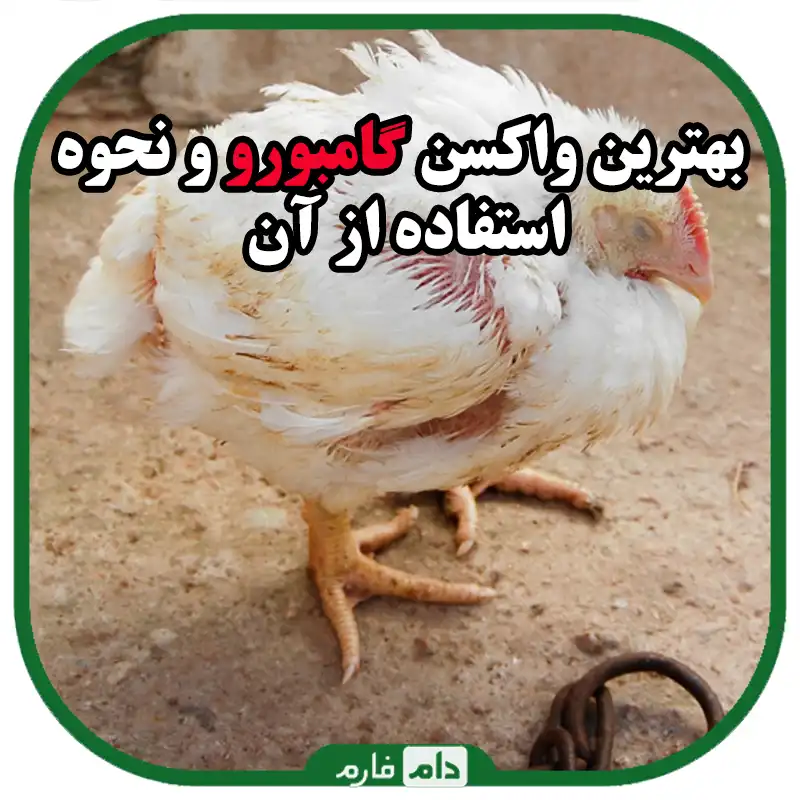 بهترین_واکسن_گامبورو؛_انواع_و_نحوه_مصرف_واکسن_گامبورو