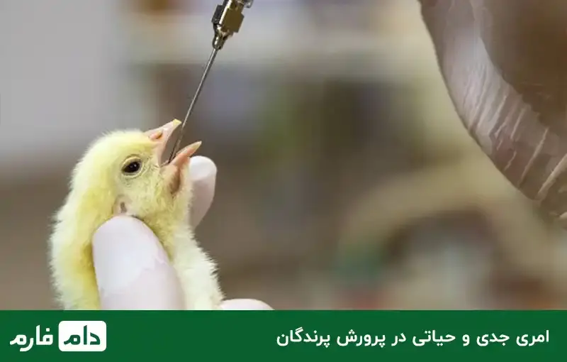 The-best-poultry-vaccine-Benefits-use-and-how-to-use-poultry-vaccines