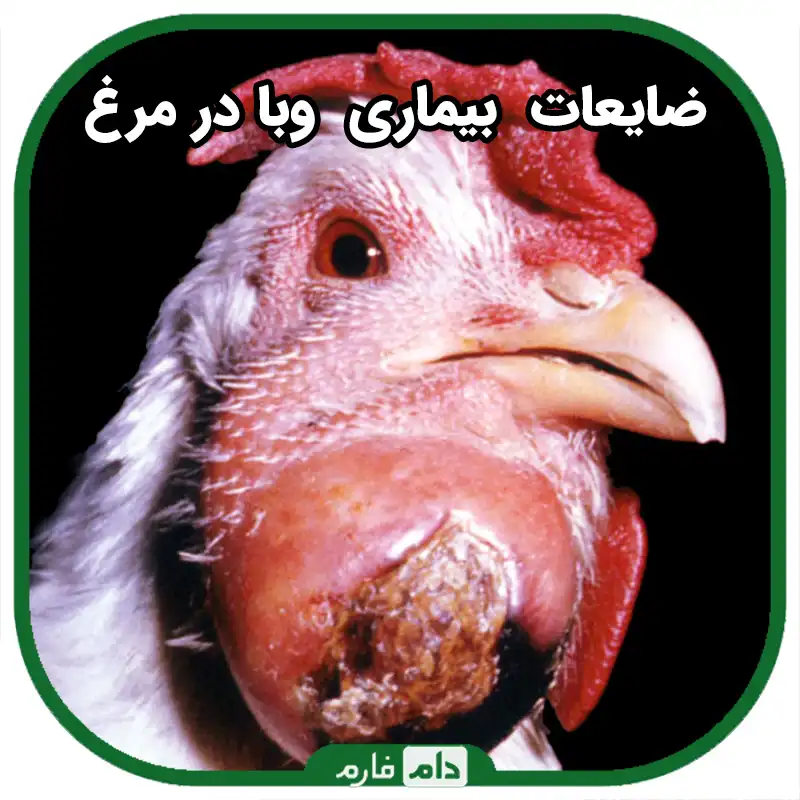 بیماری_وبای_مرغ_|_روش_انتقال_بیماری_وبای_مرغ_|_درمان_و_کنترل_بیماری_وبای_مرغ