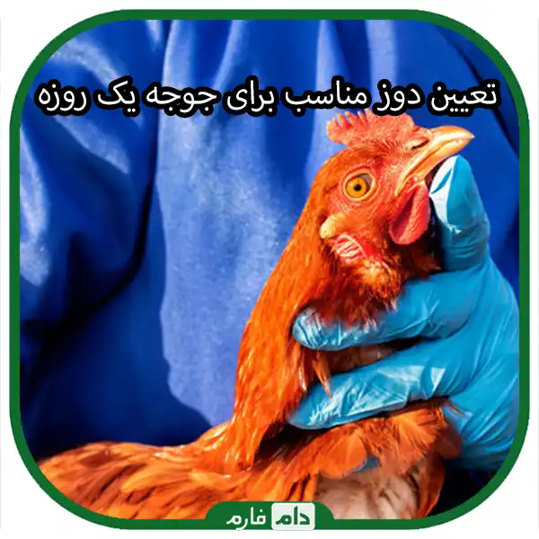 How-to-properly-use-veterinary-drugs-for-day-old-chicks