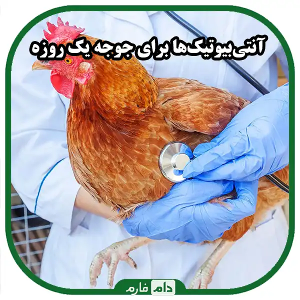 How-to-properly-use-veterinary-drugs-for-day-old-chicks