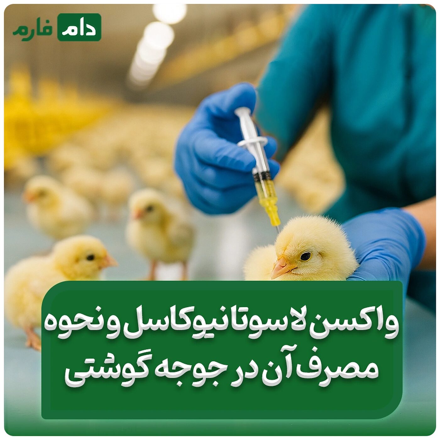 مزایای_واکسن_لاسوتا_نیوکاسل_و_نحوه_استفاده_آن_در_جوجه_گوشتی