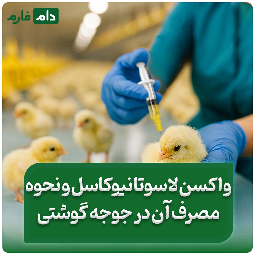 مزایای_واکسن_لاسوتا_نیوکاسل_و_نحوه_استفاده_آن_در_جوجه_گوشتی