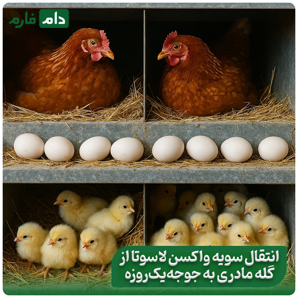 Lasota-vaccine-set-for-Newcastle-treatment-and-its-use