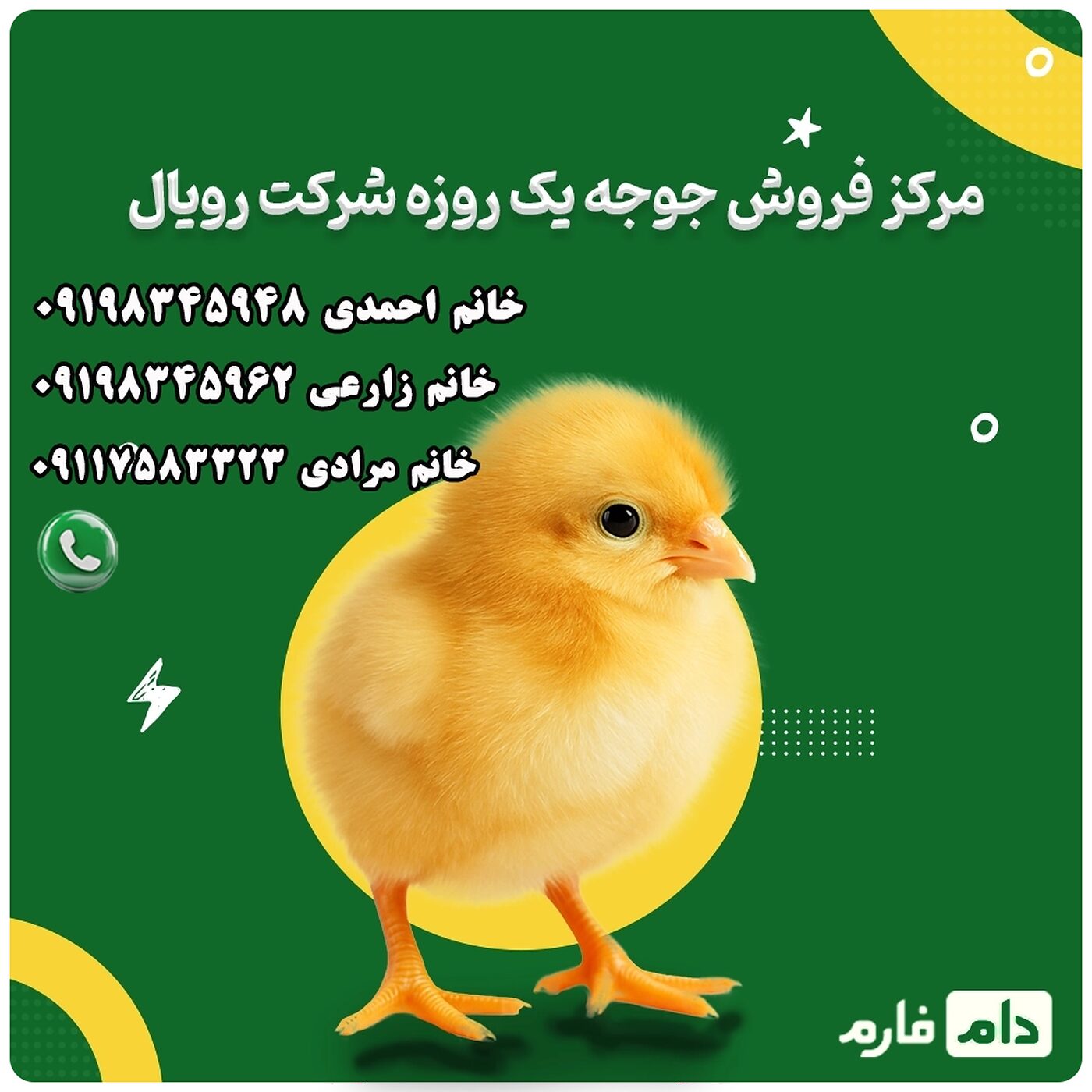 مرکز_فروش_جوجه_یک_روزه_شرکت_رویال_90001101