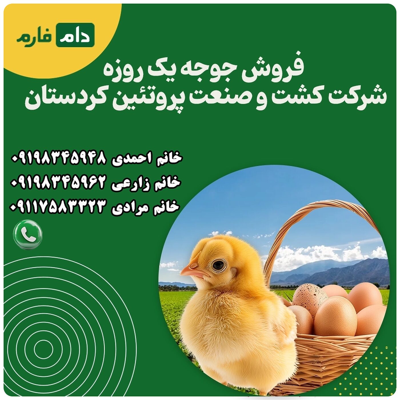 فروش_جوجه_یک_روزه_شرکت_کشت_و_صنعت_پروتئین_کردستان__90001101