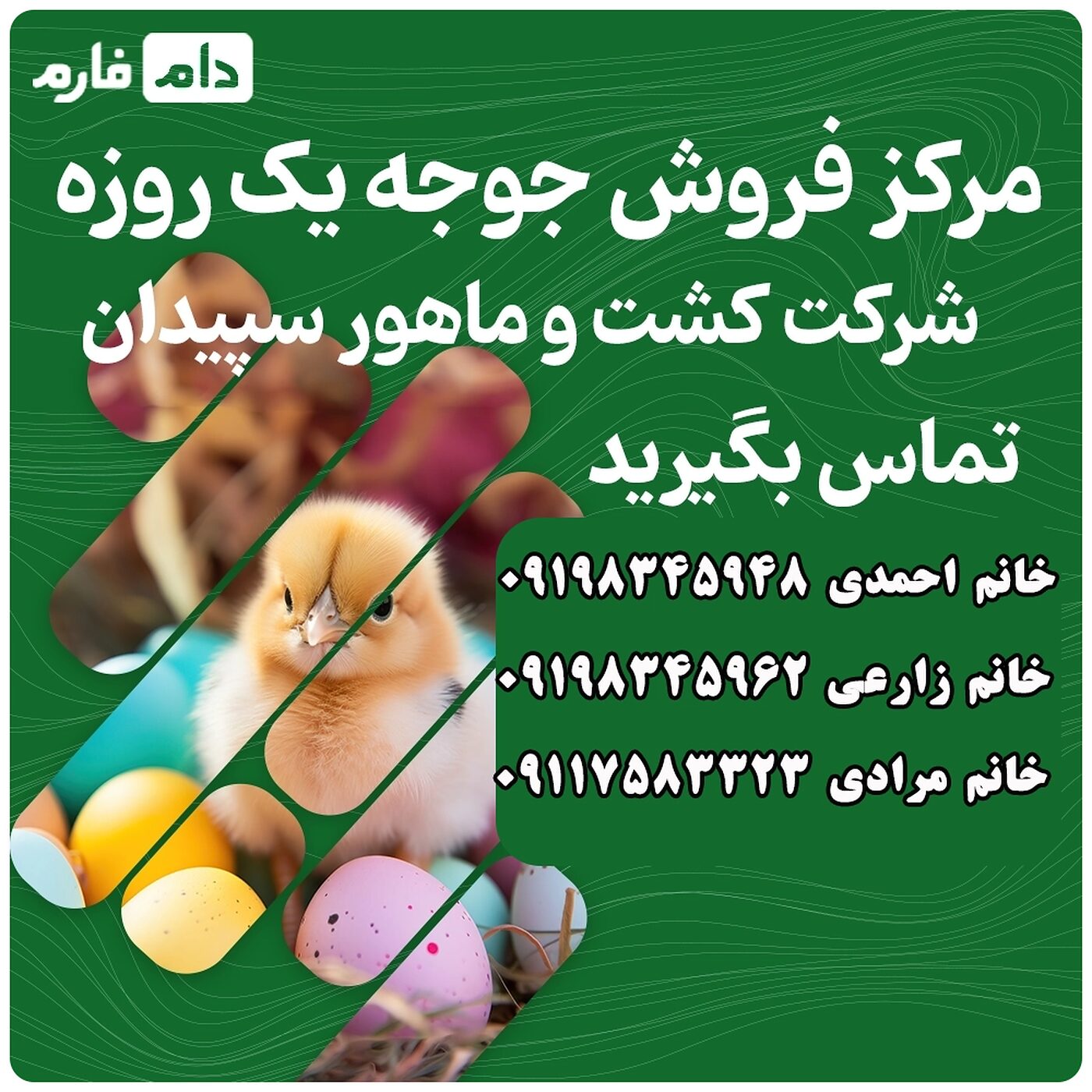 مرکز_فروش_جوجه_یک_روزه_شرکت_کشت_و_ماهور_سپیدان_9000110