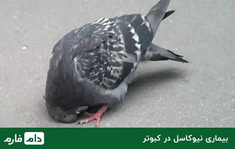 the-most-common-poultry-diseases